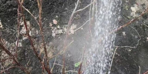 Kada ribizle i ogrozd u proljeće trebate preliti kipućom vodom: ciljevi, rokovi, pravila